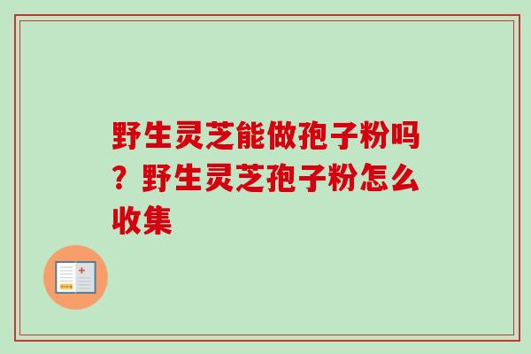 野生灵芝能做孢子粉吗？野生灵芝孢子粉怎么收集