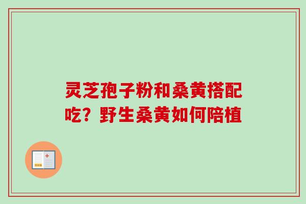 灵芝孢子粉和桑黄搭配吃？野生桑黄如何陪植
