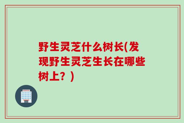 野生灵芝什么树长(发现野生灵芝生长在哪些树上？)