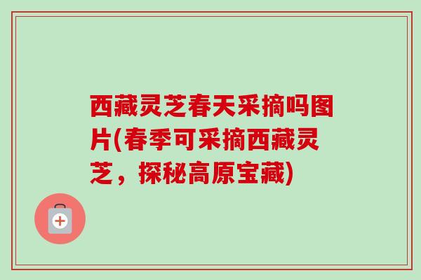 西藏灵芝春天采摘吗图片(春季可采摘西藏灵芝，探秘高原宝藏)