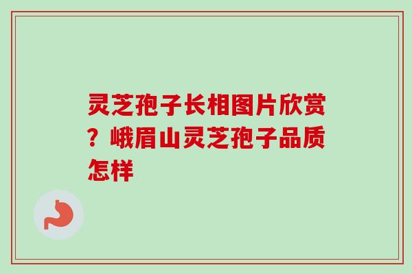 灵芝孢子长相图片欣赏？峨眉山灵芝孢子品质怎样