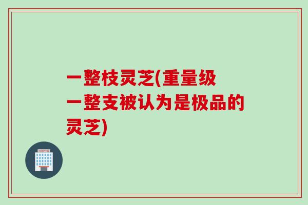 一整枝灵芝(重量级 一整支被认为是极品的灵芝)
