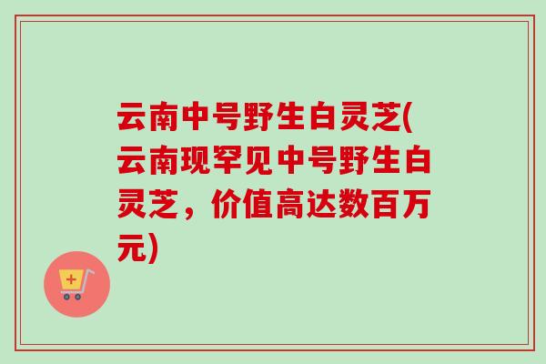 云南中号野生白灵芝(云南现罕见中号野生白灵芝，价值高达数百万元)