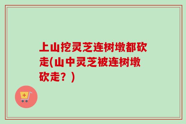 上山挖灵芝连树墩都砍走(山中灵芝被连树墩砍走？)