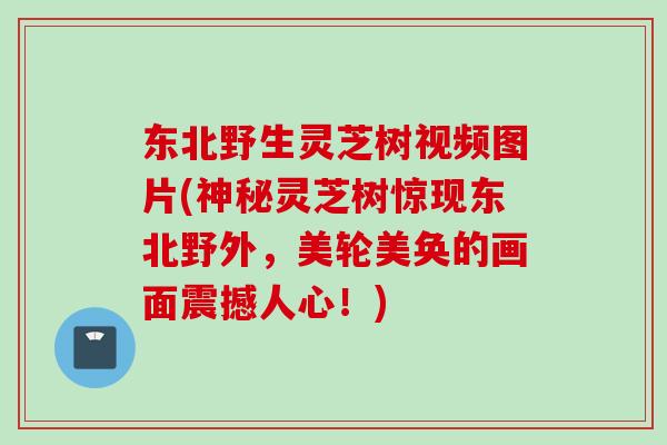 东北野生灵芝树视频图片(神秘灵芝树惊现东北野外，美轮美奂的画面震撼人心！)