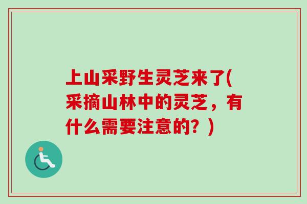 上山采野生灵芝来了(采摘山林中的灵芝，有什么需要注意的？)