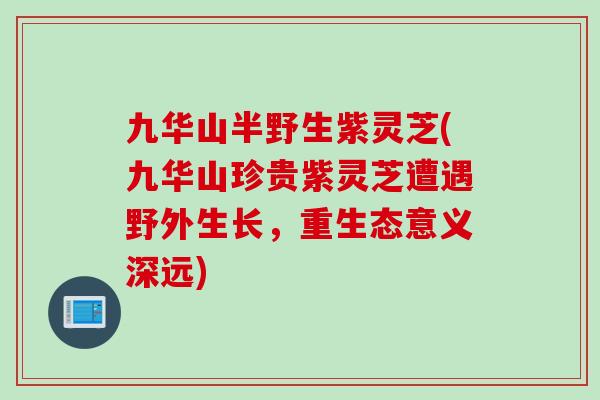 九华山半野生紫灵芝(九华山珍贵紫灵芝遭遇野外生长，重生态意义深远)