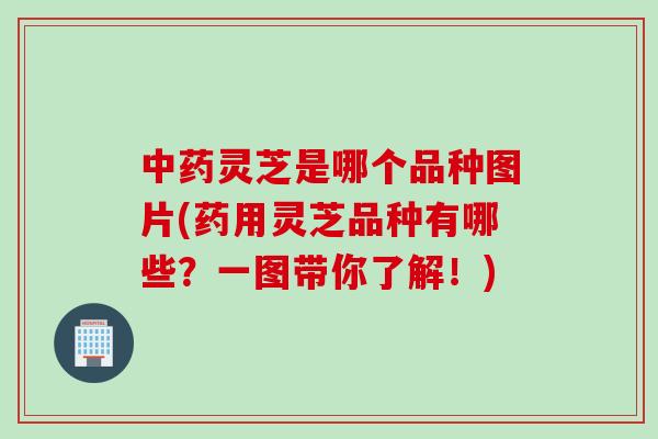中药灵芝是哪个品种图片(药用灵芝品种有哪些？一图带你了解！)