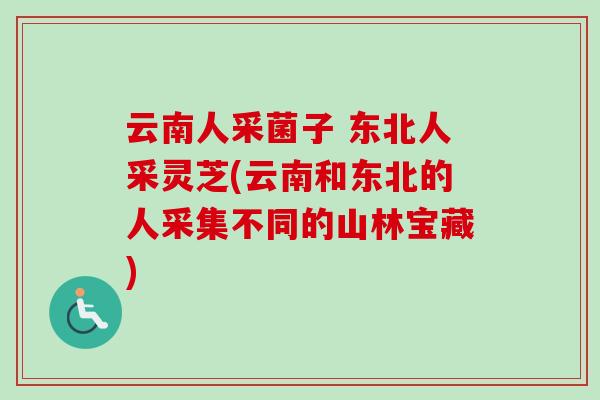 云南人采菌子 东北人采灵芝(云南和东北的人采集不同的山林宝藏)