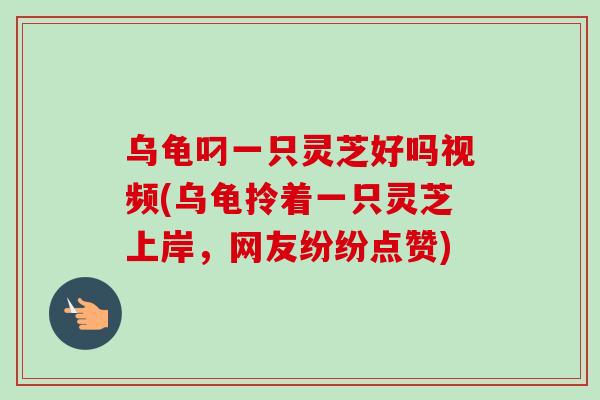 乌龟叼一只灵芝好吗视频(乌龟拎着一只灵芝上岸，网友纷纷点赞)