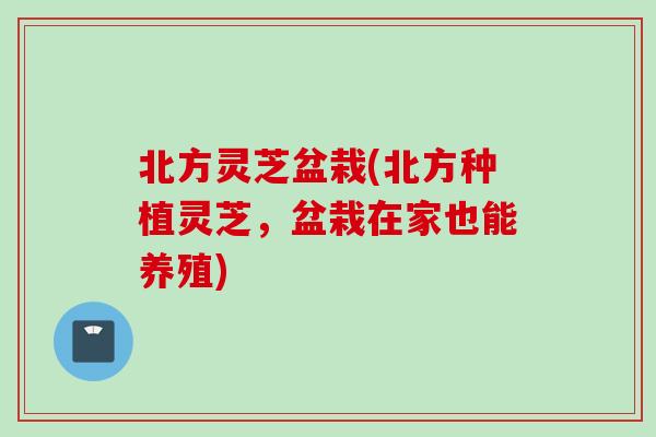 北方灵芝盆栽(北方种植灵芝,盆栽在家也能养殖) 北方灵芝盆栽(北方种植灵芝,盆栽在家也能养殖)