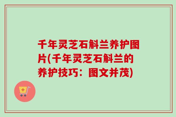 千年灵芝石斛兰养护图片(千年灵芝石斛兰的养护技巧：图文并茂)