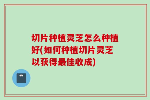切片种植灵芝怎么种植好(如何种植切片灵芝以获得最佳收成)