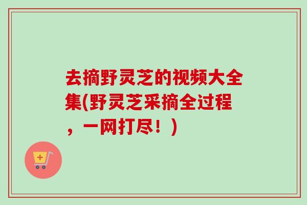 去摘野灵芝的视频大全集(野灵芝采摘全过程，一网打尽！)