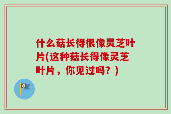 什么菇长得很像灵芝叶片(这种菇长得像灵芝叶片，你见过吗？)