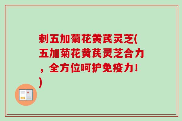 刺五加菊花黄芪灵芝(五加菊花黄芪灵芝合力，全方位呵护免疫力！)