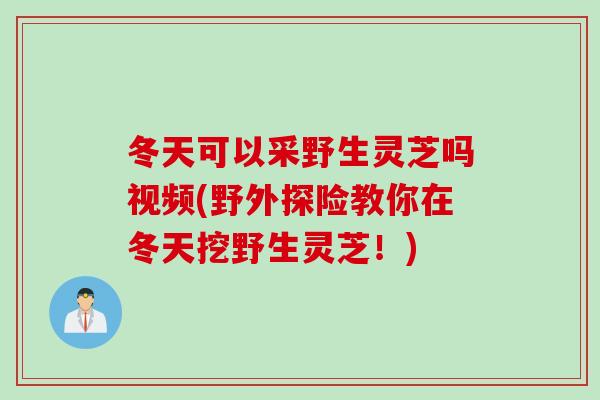 冬天可以采野生灵芝吗视频(野外探险教你在冬天挖野生灵芝！)