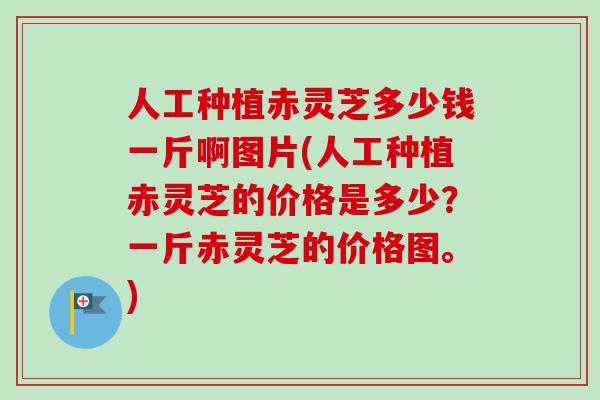 人工种植赤灵芝多少钱一斤啊图片(人工种植赤灵芝的价格是多少？一斤赤灵芝的价格图。)