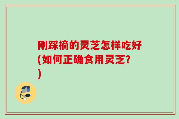 刚踩摘的灵芝怎样吃好(如何正确食用灵芝？)