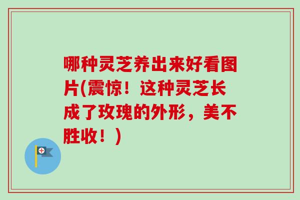 哪种灵芝养出来好看图片(震惊!这种灵芝长成了玫瑰的外形,美不胜收!) 哪种灵芝养出来好看图片(震惊!这种灵芝长成了玫瑰的外形,美不胜收!)