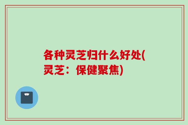 各种灵芝归什么好处(灵芝：保健聚焦)
