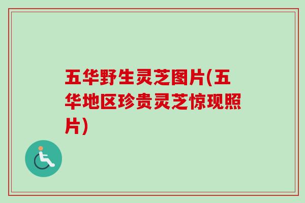 五华野生灵芝图片(五华地区珍贵灵芝惊现照片)