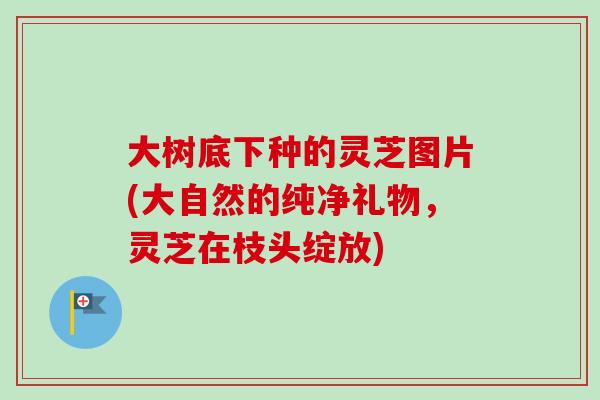 大树底下种的灵芝图片(大自然的纯净礼物，灵芝在枝头绽放)