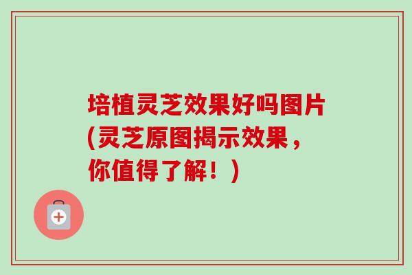 培植灵芝效果好吗图片(灵芝原图揭示效果，你值得了解！)