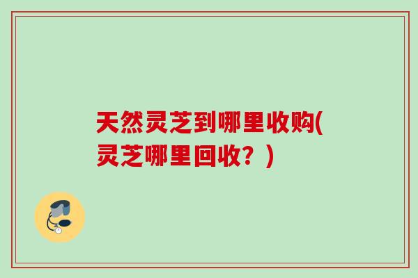 天然灵芝到哪里收购(灵芝哪里回收？)
