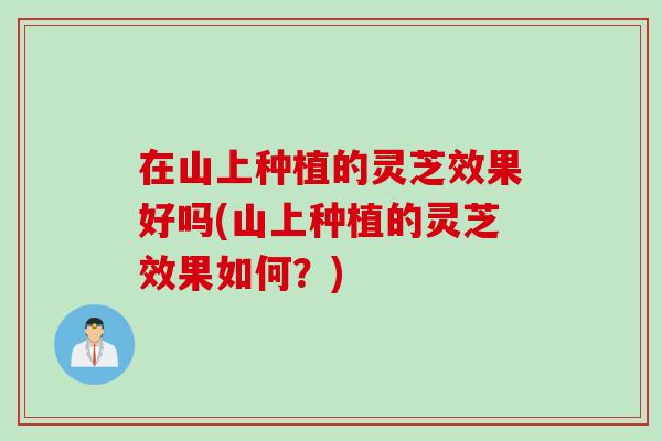 在山上种植的灵芝效果好吗(山上种植的灵芝效果如何？)