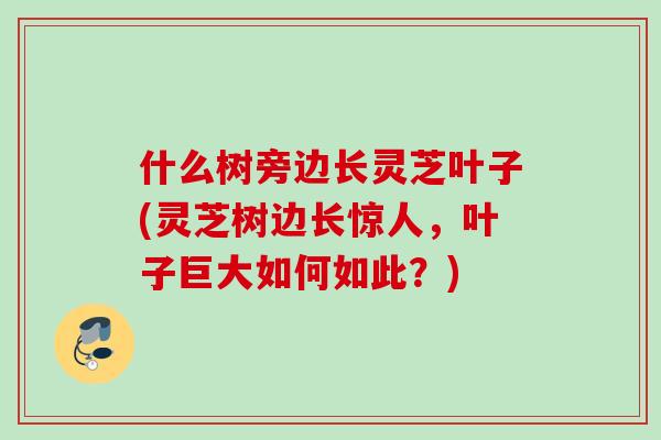 什么树旁边长灵芝叶子(灵芝树边长惊人,叶子巨大如何如此?) 什么树旁边长灵芝叶子(灵芝树边长惊人,叶子巨大如何如此?)