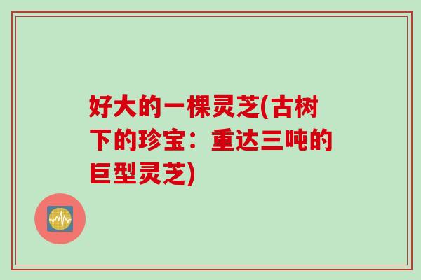 好大的一棵灵芝(古树下的珍宝：重达三吨的巨型灵芝)