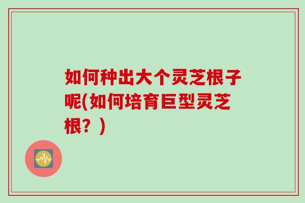 如何种出大个灵芝根子呢(如何培育巨型灵芝根？)