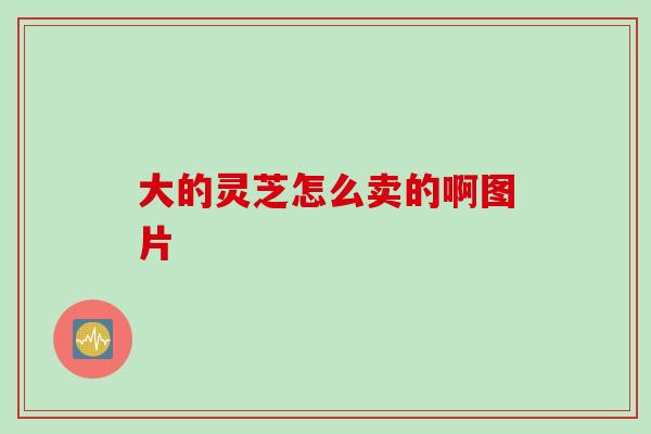 大的灵芝怎么卖的啊图片