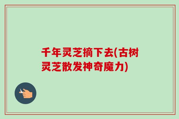 千年灵芝摘下去(古树灵芝散发神奇魔力)
