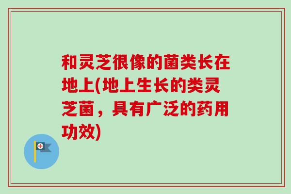 和灵芝很像的菌类长在地上(地上生长的类灵芝菌，具有广泛的药用功效)