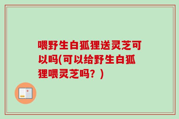 喂野生白狐狸送灵芝可以吗(可以给野生白狐狸喂灵芝吗？)