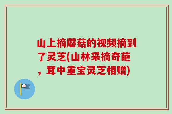 山上摘蘑菇的视频摘到了灵芝(山林采摘奇葩，茸中重宝灵芝相赠)