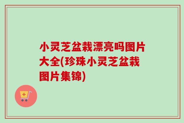小灵芝盆栽漂亮吗图片大全(珍珠小灵芝盆栽图片集锦)