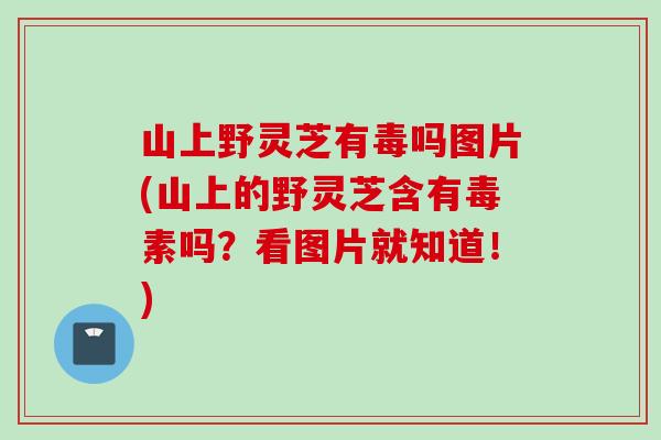 山上野灵芝有毒吗图片(山上的野灵芝含有毒素吗？看图片就知道！)