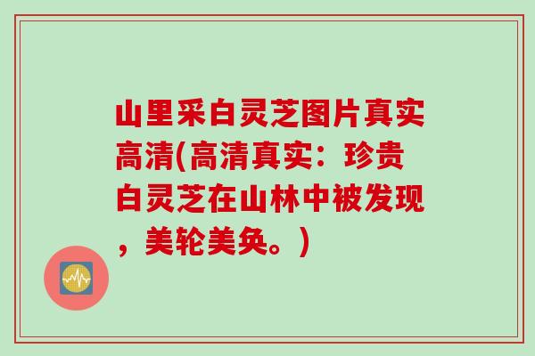 山里采白灵芝图片真实高清(高清真实：珍贵白灵芝在山林中被发现，美轮美奂。)