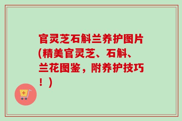 官灵芝石斛兰养护图片(精美官灵芝、石斛、兰花图鉴,附养护技巧!) 官灵芝石斛兰养护图片(精美官灵芝、石斛、兰花图鉴,附养护技巧!)