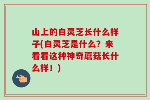 山上的白灵芝长什么样子(白灵芝是什么？来看看这种神奇蘑菇长什么样！)