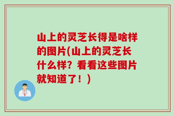 山上的灵芝长得是啥样的图片(山上的灵芝长什么样？看看这些图片就知道了！)