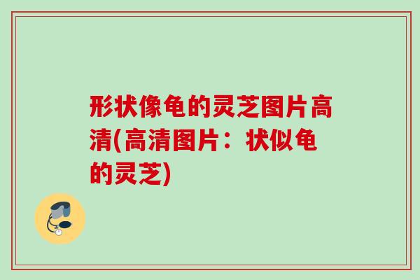 形状像龟的灵芝图片高清(高清图片：状似龟的灵芝)