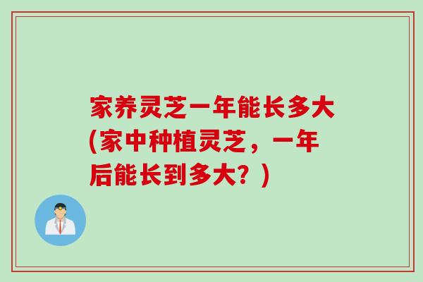 家养灵芝一年能长多大(家中种植灵芝，一年后能长到多大？)
