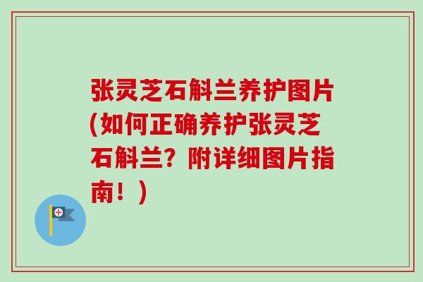 张灵芝石斛兰养护图片(如何正确养护张灵芝石斛兰？附详细图片指南！)