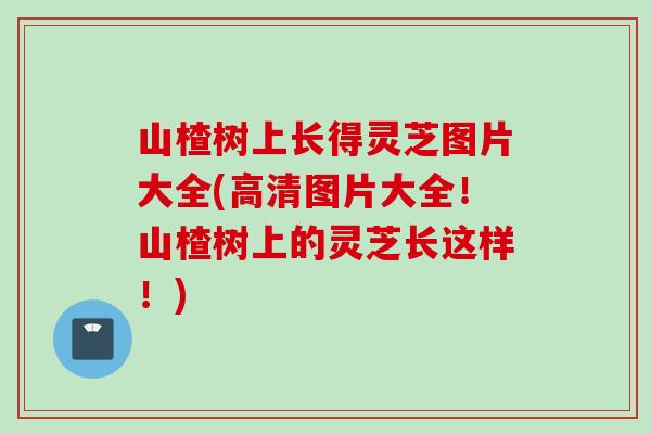 山楂树上长得灵芝图片大全(高清图片大全！山楂树上的灵芝长这样！)