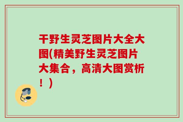 干野生灵芝图片大全大图(精美野生灵芝图片大集合，高清大图赏析！)