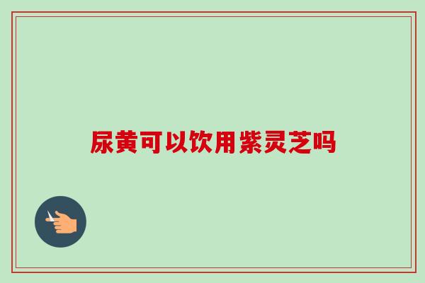 尿黄可以饮用紫灵芝吗
